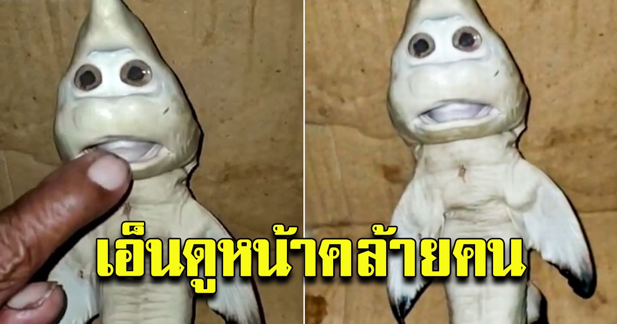 ฉลามหน้าคน ชาวประจับได้ เชื่อจะนำโชคลาภมาให้
