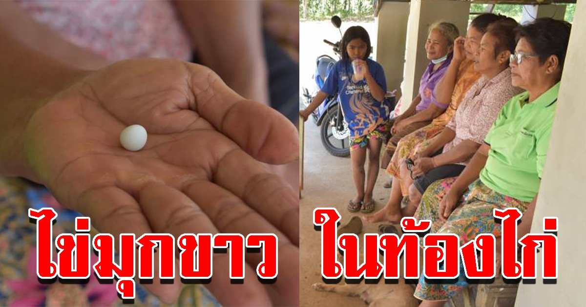 ตลกคณะเอกชัย โชว์ก้อนประหลาด คล้ายไข่มุกขาว ในท้องไก่