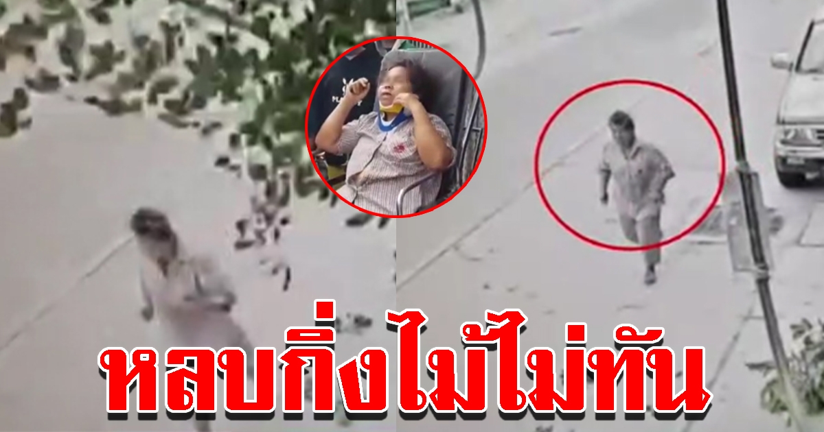 วงจรปิดจับภาพ ป้าเดินริมถนนหลบไม่พ้น ตัดกิ่งไม้หล่นใส่