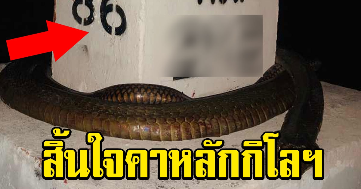 จงอางตัวใหญ่ สิ้นใจคาหลักกิโลฯ