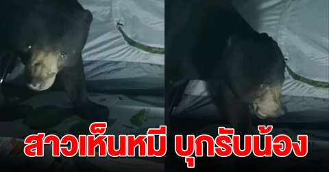 สาวเห็นหมี บุกเข้ามาในเต็นท์ หลังหัดแคมป์ปิ้ง ชาวเน็ตเตือนระวัง อย่าทำเป็นเล่น