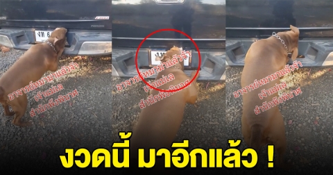 มาอีกแล้ว สุนัขแทะรถกระบะ แห่โฟกัสเลขทะเบียน