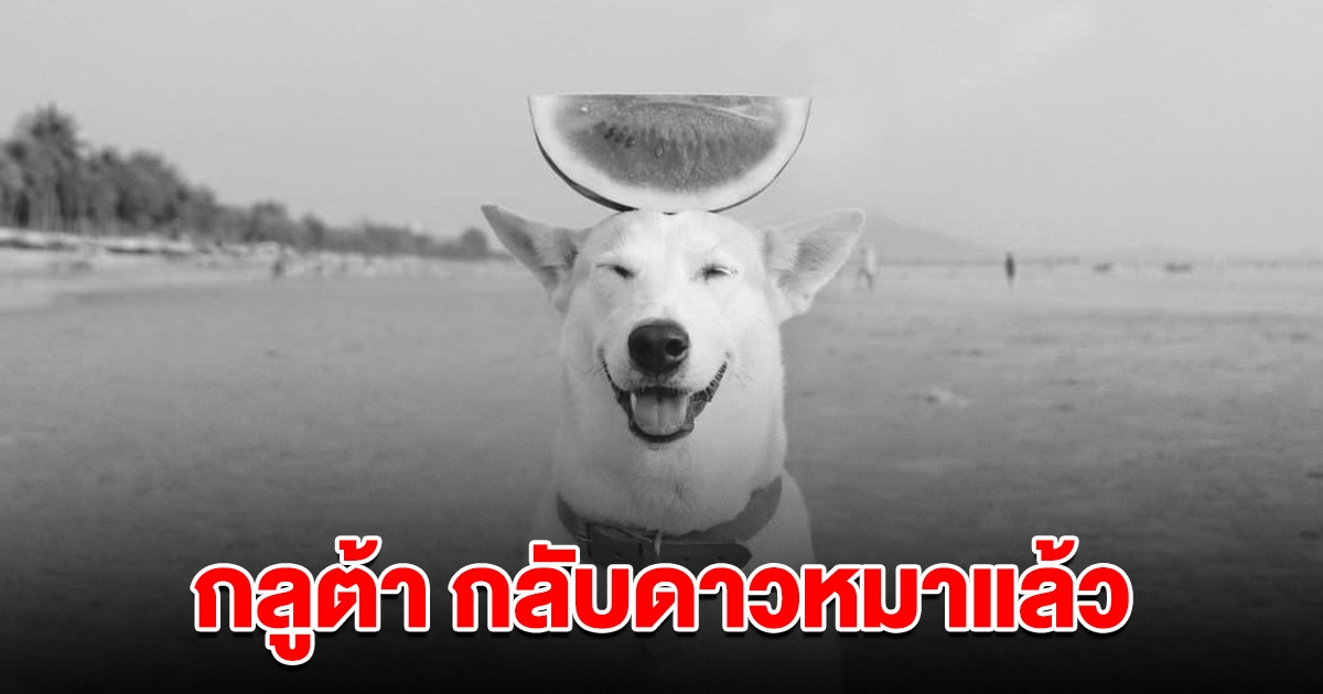 แฟนๆเศร้า อาลัย กลูต้า จากไปแล้ว ด้วยอายุ 18 ปี