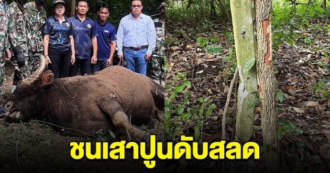 กระทิงป่าไล่ขวิดคนเก็บผัก พลาดเป้าชนเสาปูน ดับสลด