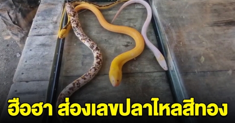 ฮือฮา ชาวบ้านแห่มุงส่อง ปลาไหลสีทอง