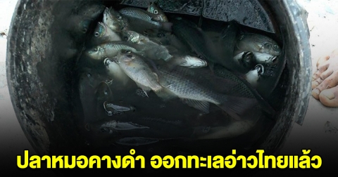 ปลาหมอคางดำ ออกทะเลอ่าวไทยแล้ว หลังกินกุ้งหมดบ่อ เกษตรกรไม่รู้ เลยจับทิ้งทะเล