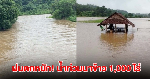 วิกฤต! ฝนตกหนัก น้ำแม่สะงา เอ่อล้นไหลท่วมนาข้าวเสียหายกว่า 1,000 ไร่