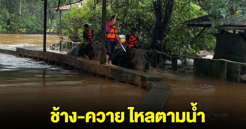 ใครเจอแจ้งด่วน! ช้าง-ควาย ศูนย์ฯแม่แตง ไหลตามน้ำไปทางอุโมงค์