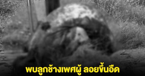 พบลูกช้างเพศผู้ ลอยขึ้นอืด ในพงวัชพืชคลองน้ำธรรมชาติ