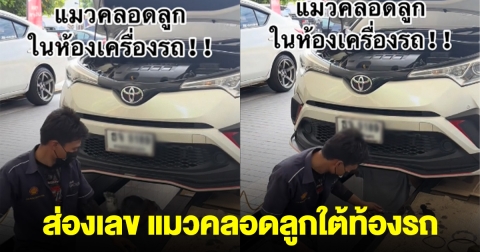 แมวออกลูก ใต้ท้องรถ เลขทะเบียนตรงกับเลขดัง