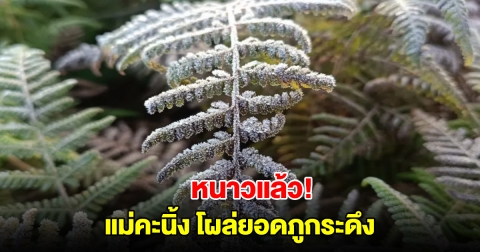 หนาวแล้ว! เกิดปรากฎการณ์ แม่คะนิ้ง โผล่ยอดภูกระดึง พร้อมรอรับนักท่องเที่ยว