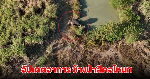 อัปเดตอาการช้างป่าสีดอโหนก หลังถูกรถชน ยังน่าเป็นห่วง