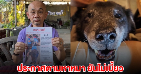 เจ้าของหมาประกาศตามหา พี่หมี ตั้งรางวัล 1 หมื่น ยันไม่เบี้ยว-ไม่จ่ายเช็ค
