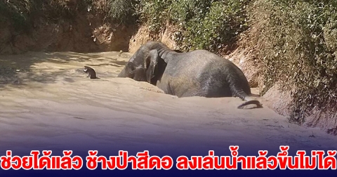 ช่วยได้แล้ว ช้างป่าสีดอ ลงเล่นน้ำแล้วขึ้นไม่ได้
