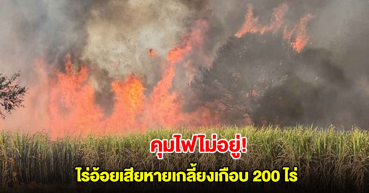 คุมไฟไม่อยู่! ไร่อ้อยเสียหายเกลี้ยงเกือบ 200 ไร่