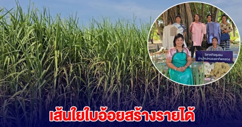 แม่บ้านรวมกลุ่ม นำใบอ้อยมาสร้างมูลค่า สร้างรายได้สูงถึงกิโลละ 7,000