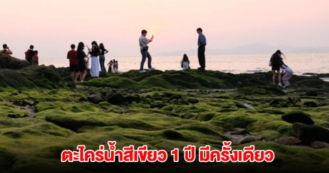 ฮือฮา! ปรากฏการณ์ ตะไคร่น้ำสีเขียว 1 ปี มีครั้งเดียว