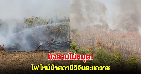 ยังลามไม่หยุด! ไฟไหม้ป่าสถานีวิจัยสะแกราช ล่าสุดโรงเรียนประกาศหยุดเรียนแล้ว