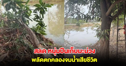 สลด หนุ่มปีนเก็บมะม่วง เกิดพลาดท่ากิ่งมะม่วงหัก พลัดตกคลองจมน้ำเสียชีวิต