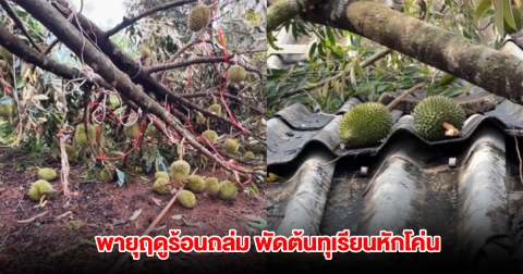 พายุฤดูร้อนถล่ม พัดต้นทุเรียนหักโค่น