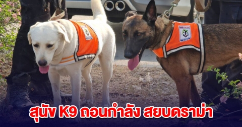 สุนัข K9 ถอนกำลัง สยบดราม่า ภารกิจ ศรีนวล
