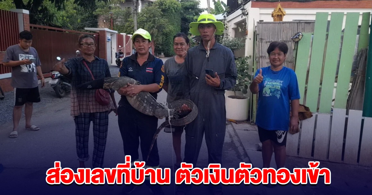 ตัวเงินตัวทองยักษ์ วิ่งเข้าบ้านยายวัย 67 แห่ส่องเลขที่บ้าน