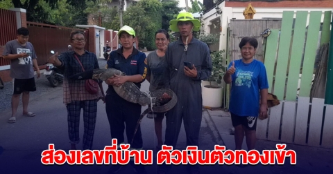 ตัวเงินตัวทองยักษ์ วิ่งเข้าบ้านยายวัย 67 แห่ส่องเลขที่บ้าน