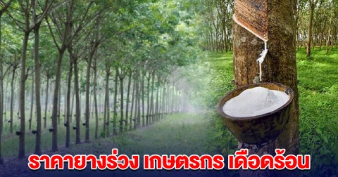 ราคายางร่วง เกษตรกร 5 ล้านครัวเรือน เดือดร้อน ยื่นหนังสือ รมว.เกษตรฯ-พาณิชย์ วอนช่วย