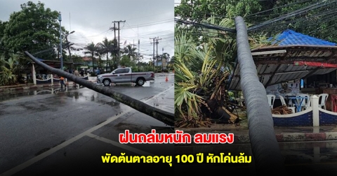 ฝนถล่มหนัก ลมแรง พัดต้นตาลอายุ 100 ปี หักโค่นล้มพาดสายไฟ ร้านค้าพังเสียหาย