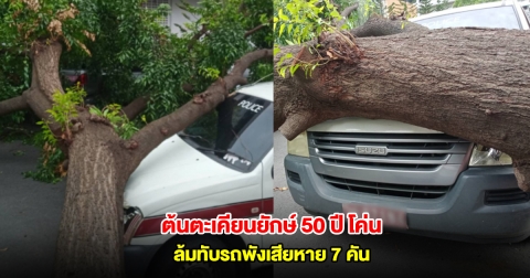 ตะเคียนยักษ์กว่า 50 ปี ในสำนักงานตำรวจแห่งชาติ โค่นล้มทับรถพัง 7 คัน