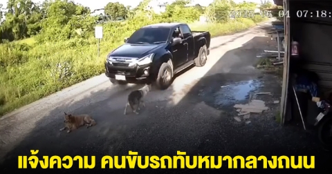 เจ้าของหมา แจ้งความเอาผิด คนขับรถทับหมากลางถนน WDT รับเรื่องร้องเรียน