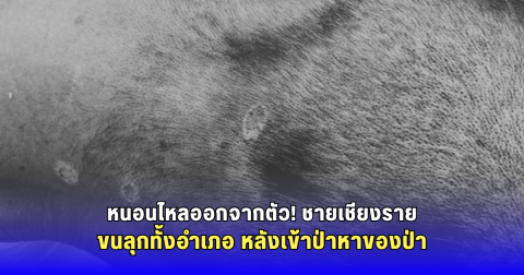 ขนลุกทั้งอำเภอ! ชายวัย 59 ถูกหนอน-แมลงไต่ตามร่างกาย หลังเข้าป่าหาของป่า ญาติต้องเร่งนำส่ง รพ.แม่จัน