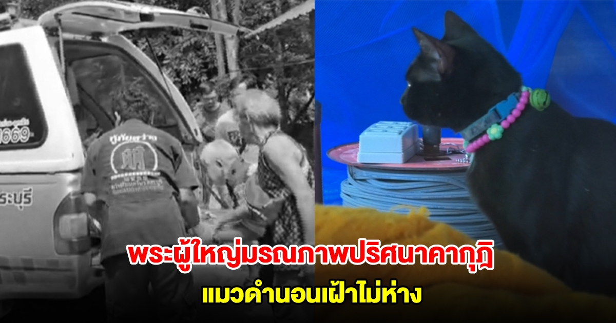 พระผู้ใหญ่มรณภาพปริศนาคากุฎิ แมวดำนอนเฝ้าไม่ห่าง