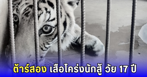 สุดเศร้า! ต้าร์สอง เสือโคร่งขวัญใจคนทั้งศูนย์ จากไปอย่างสงบ