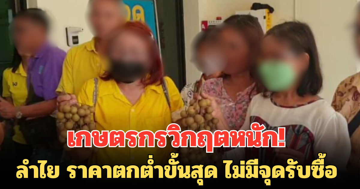 เกษตรกรวิกฤตหนัก! ลำไย ราคาตกต่ำขั้นสุด ไม่มีจุดรับซื้อ ปล่อยทิ้งคาต้น
