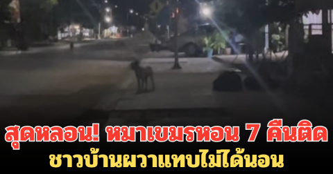 สุดหลอน! หมาเขมรหอน 7 คืนติด หลังเหตุปะทะชายแดน ชาวบ้านผวาแทบไม่ได้นอน