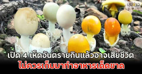 เปิด 4 เห็ดอันตรายกินแล้วอาจเสียชีวิต ไม่ควรเก็บมาทำอาหารเด็ดขาด