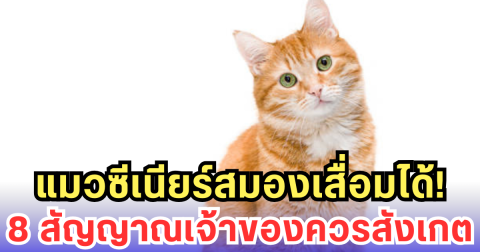 แมวซีเนียร์สมองเสื่อมได้! 8 สัญญาณเจ้าของควรสังเกต