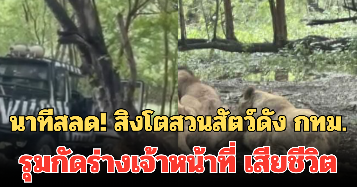 นาทีสลด! สิงโตสวนสัตว์ดัง กทม. รุมกัดร่างเจ้าหน้าที่ เสียชีวิต นักท่องเที่ยวขวัญกระเจิง