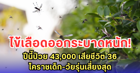 ไข้เลือดออกระบาดหนัก! ปีนี้ป่วย 43,000 เสียชีวิต 36 โคราชเด็ก-วัยรุ่นเสี่ยงสุด
