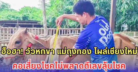 ฮือฮา! วัวหกขา แม่ถุงทอง โผล่เชียงใหม่ คอเสี่ยงโชคไม่พลาดตีเลขลุ้นโชค