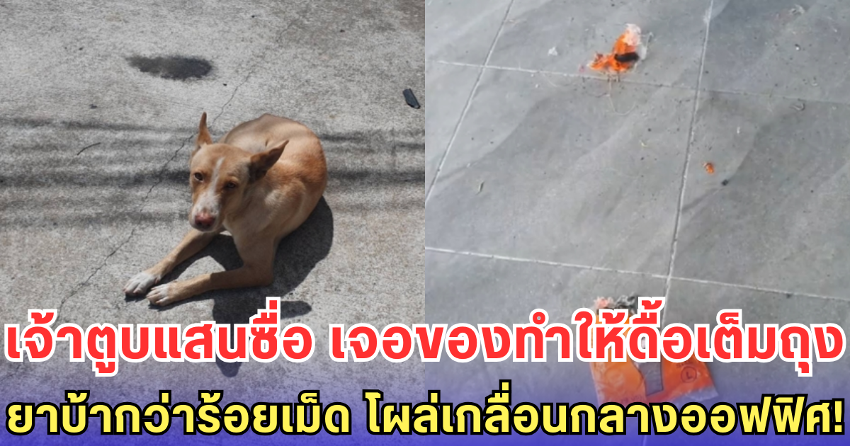 เจ้าตูบแสนซื่อ เจอของทำให้ดื้อเต็มถุง ยาบ้ากว่าร้อยเม็ด โผล่เกลื่อนกลางออฟฟิศ!
