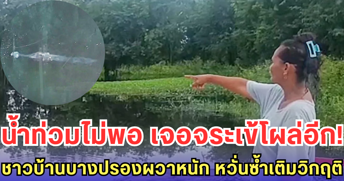 น้ำท่วมไม่พอ เจอจระเข้โผล่อีก! ชาวบ้านบางปรองผวาหนัก หวั่นซ้ำเติมวิกฤติ