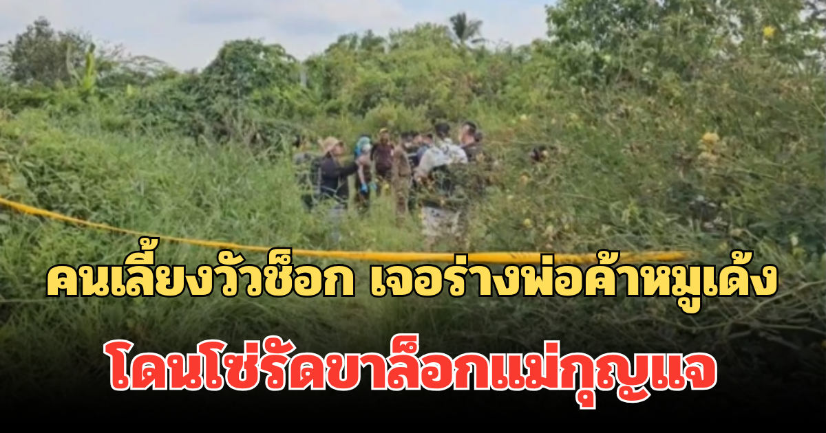 เสียชีวิตปริศนา! คนเลี้ยงวัวช็อก เจอร่างพ่อค้าหมูเด้ง โดนโซ่รัดขาล็อกแม่กุญแจ ในพงหญ้าข้างทาง
