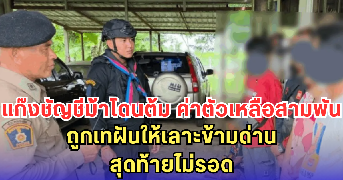 แก๊งบัญชีม้าโดนต้ม ค่าตัวเหลือสามพัน ถูกเทฝันให้เลาะข้ามด่าน สุดท้ายไม่รอด