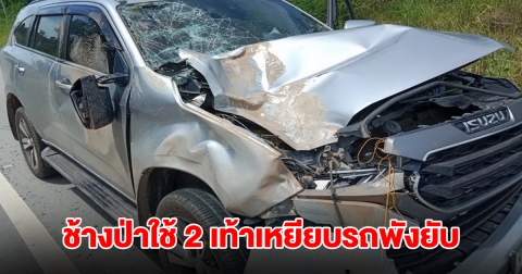 ช้างป่าภูหลวงข้ามถนน ตกใจเสียงรถใช้ 2 เท้าเหยียบหน้ารถยนต์พังยับ