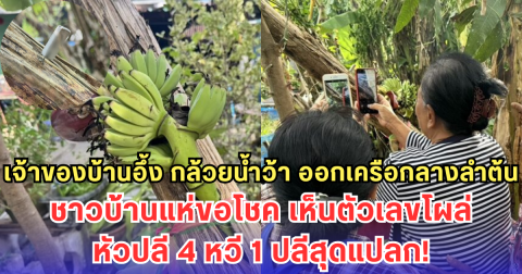 เจ้าของบ้านอึ้ง กล้วยน้ำว้า ออกเครือกลางลำต้น ชาวบ้านแห่ขอโชค เห็นตัวเลขโผล่หัวปลี 4 หวี 1 ปลีสุดแปลก!