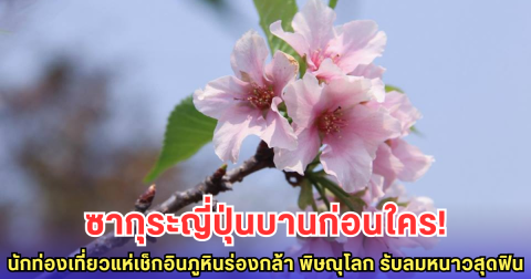 ซากุระญี่ปุ่นบานก่อนใคร! นักท่องเที่ยวแห่เช็กอินภูหินร่องกล้า พิษณุโลก รับลมหนาวสุดฟิน
