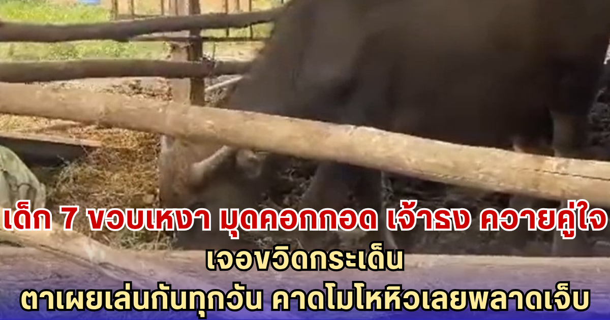 เด็ก 7 ขวบเหงา มุดคอกกอด เจ้าธง ควายคู่ใจ เจอขวิดกระเด็นกลางคอก ตาเผยเล่นกันทุกวัน คาดโมโหหิวเลยพลาดเจ็บ
