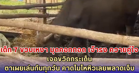 เด็ก 7 ขวบเหงา มุดคอกกอด เจ้าธง ควายคู่ใจ เจอขวิดกระเด็นกลางคอก ตาเผยเล่นกันทุกวัน คาดโมโหหิวเลยพลาดเจ็บ